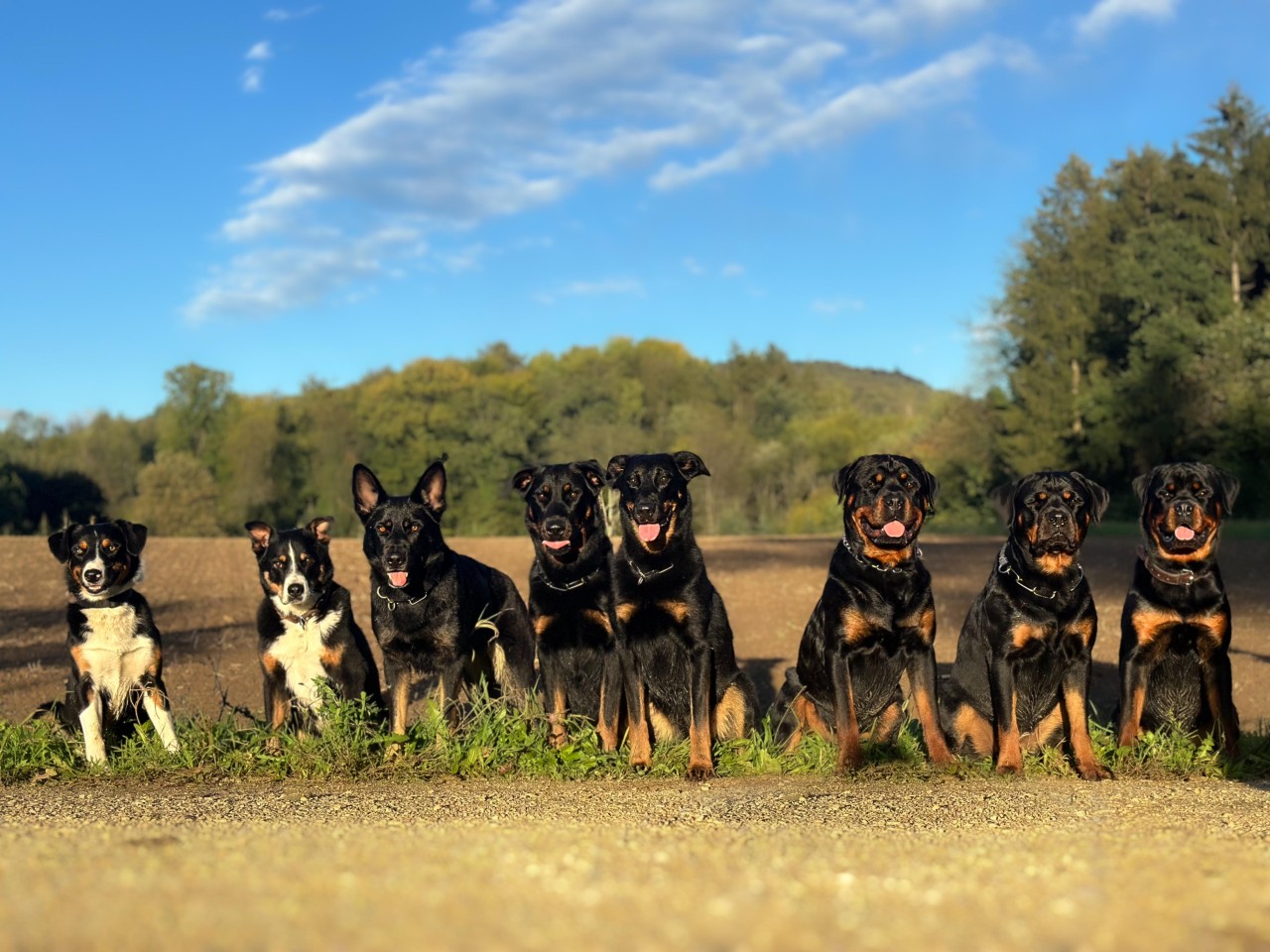 Rottweileraction